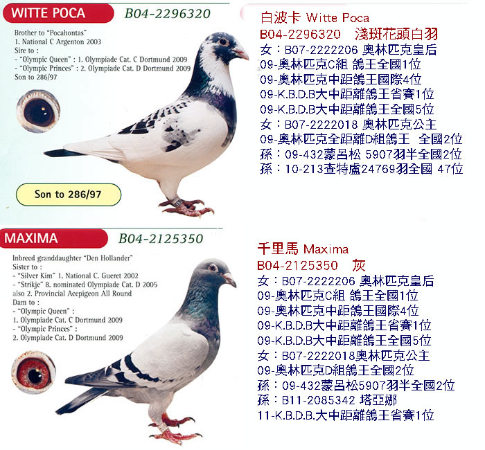 凡温克1 — 116赛鸽网