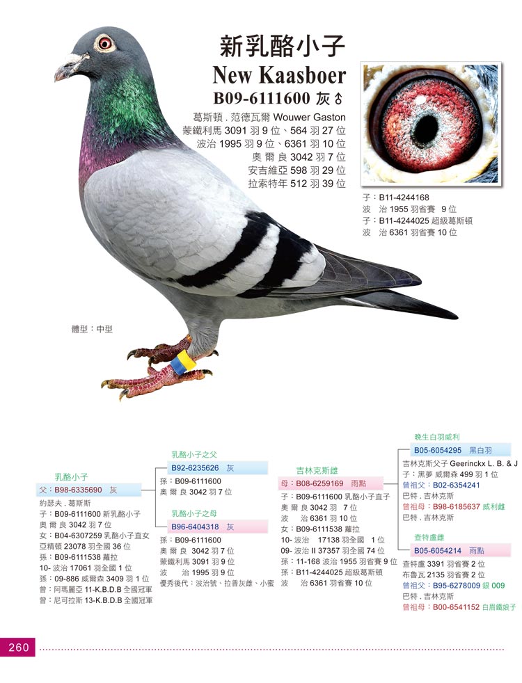 网拍鸽介绍 - 巴特-法兰西斯2 — 116赛鸽网