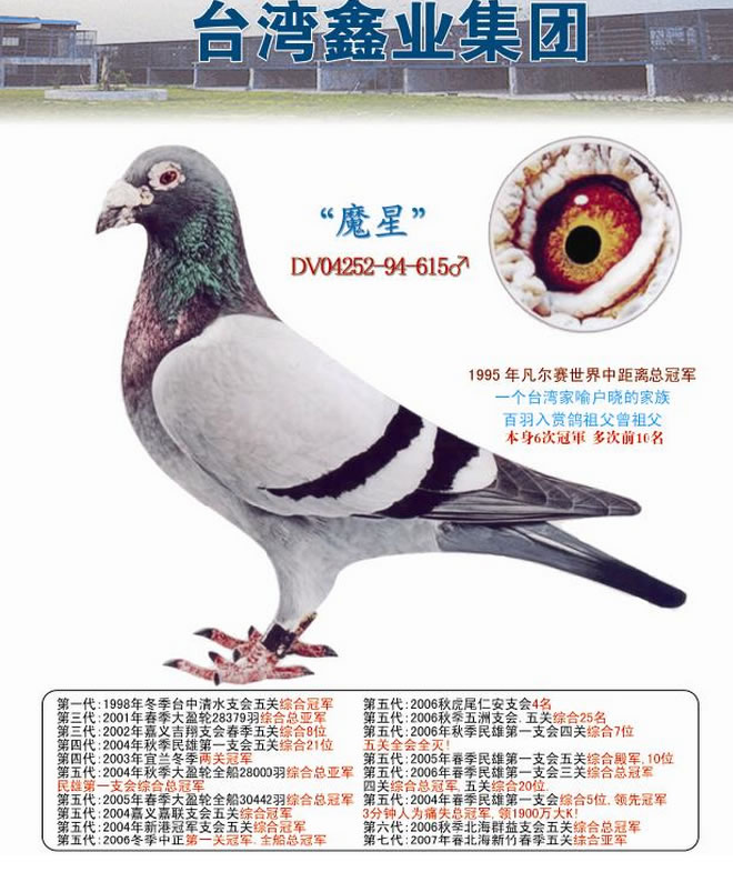 11月5日鑫业竞翔游鸿山的魔星家族在嘉义民雄第一支会南海第三关超速